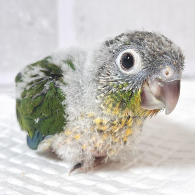ワキコガネウロコインコ 💚🌟.。.:*・° ワキコガネウロコインコ