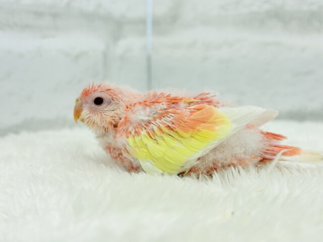 フルーツ国のわた毛ヒナちゃん🐣🍑💖アキクサインコ(ルビノー) ヒナ アキクサインコ(秋草インコ)
