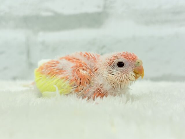 フルーツ国のわた毛ヒナちゃん🐣🍑💖アキクサインコ(ルビノー) ヒナ アキクサインコ(秋草インコ)