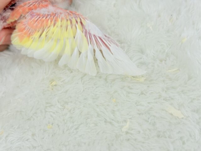 フルーツ国のわた毛ヒナちゃん🐣🍑💖アキクサインコ(ルビノー) ヒナ アキクサインコ(秋草インコ)