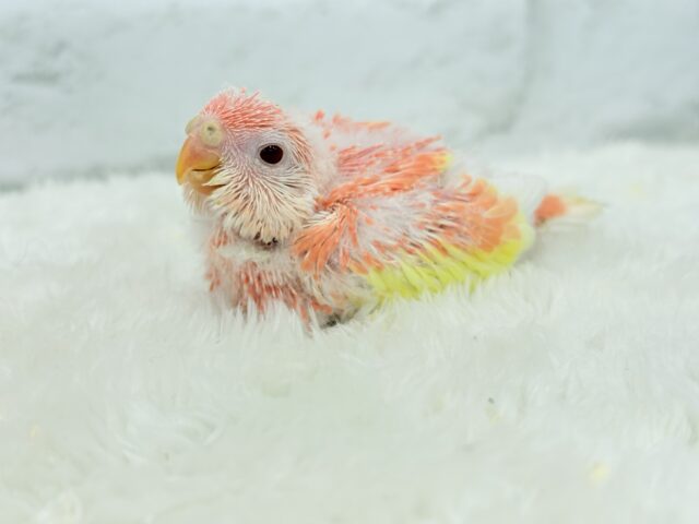フルーツ国のわた毛ヒナちゃん🐣🍑💖アキクサインコ(ルビノー) ヒナ アキクサインコ(秋草インコ)