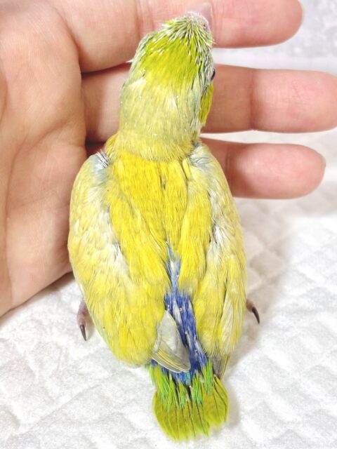 マメルリハ