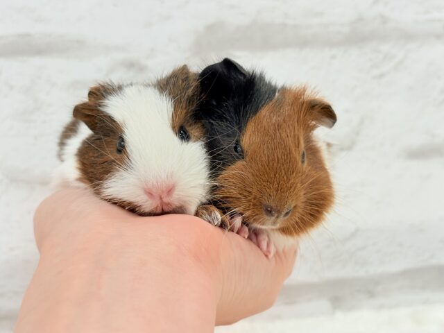 プリティーベイビーフェイス🐹💖イングリッシュモルモット(女の子) イングリッシュモルモット