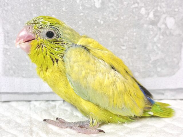 マメルリハ