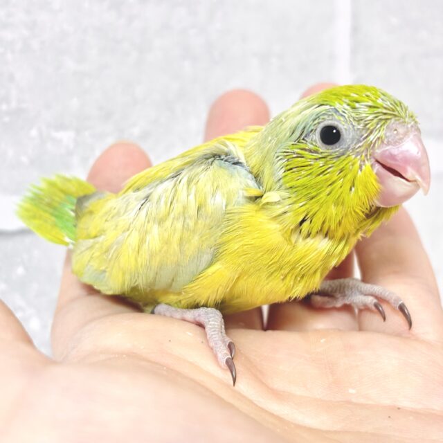 マメルリハ