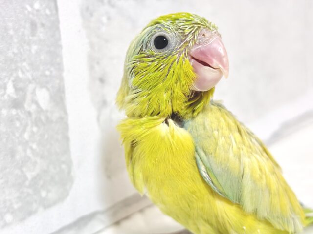 マメルリハ