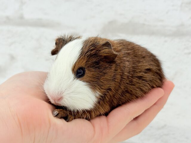 プリティーベイビーフェイス🐹💖イングリッシュモルモット(女の子) イングリッシュモルモット