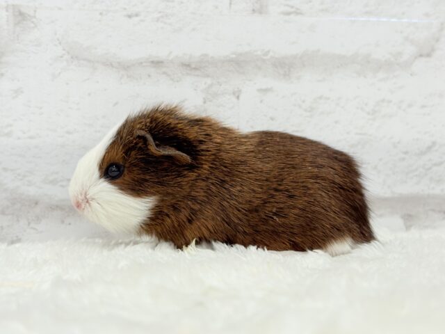 プリティーベイビーフェイス🐹💖イングリッシュモルモット(女の子) イングリッシュモルモット
