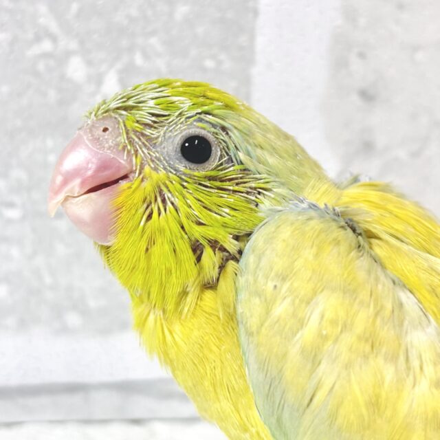 マメルリハ