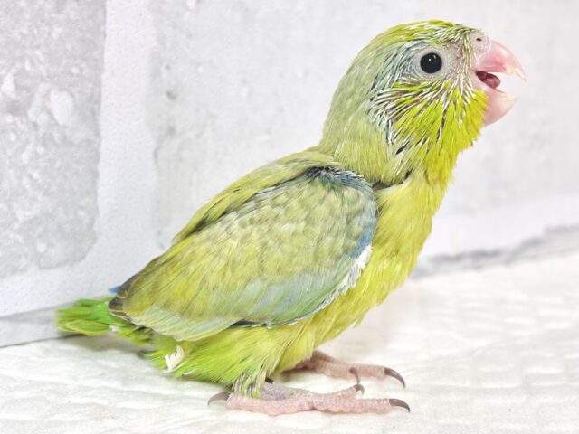 マメルリハ