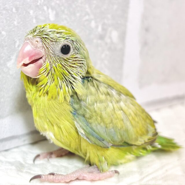 マメルリハ