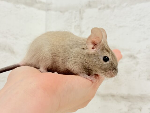 デグー