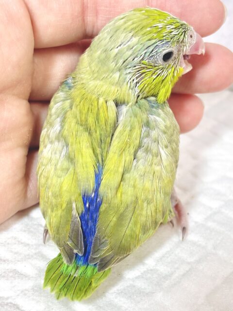 マメルリハ