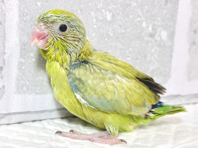 マメルリハ