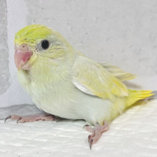 マメルリハ