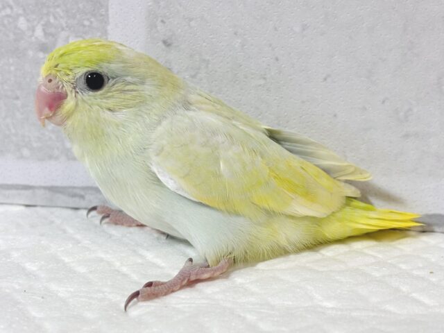 マメルリハ