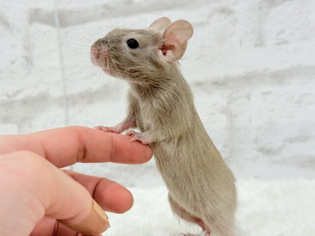 デグー