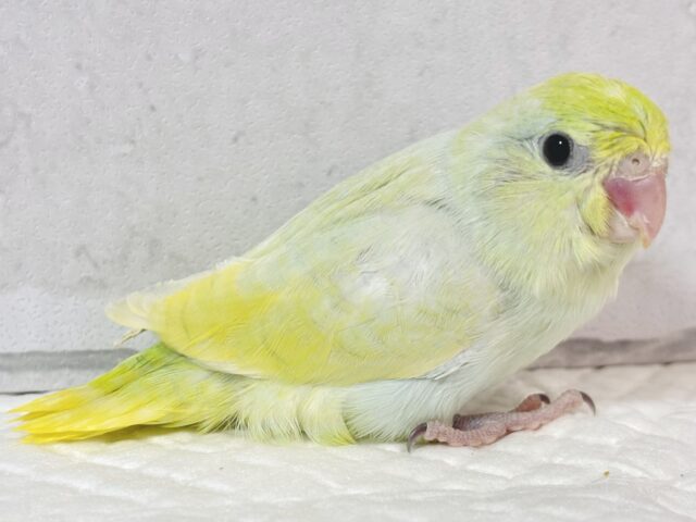 マメルリハ