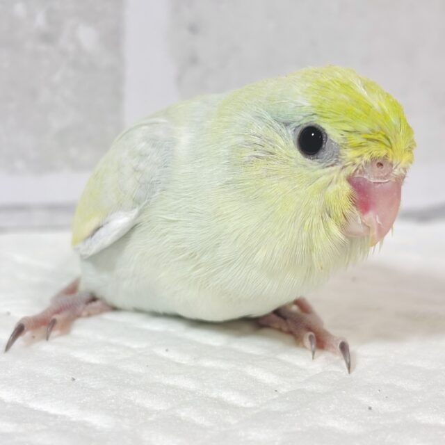 マメルリハ