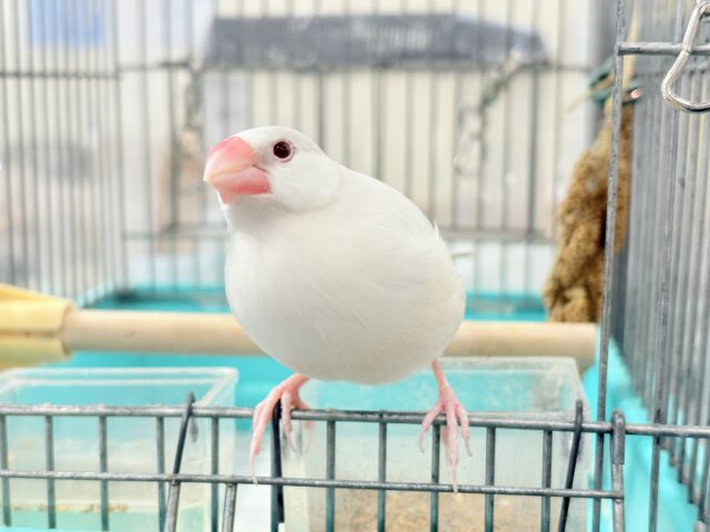 【最新画像更新🪄】文鳥界のアイドル誕生🐥🍬シルバーイノ文鳥 シルバーイノ文鳥