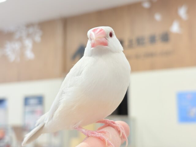 【最新画像更新🪄】文鳥界のアイドル誕生🐥🍬シルバーイノ文鳥 シルバーイノ文鳥