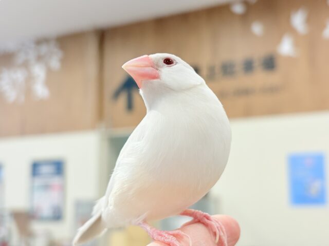 【最新画像更新🪄】文鳥界のアイドル誕生🐥🍬シルバーイノ文鳥 シルバーイノ文鳥
