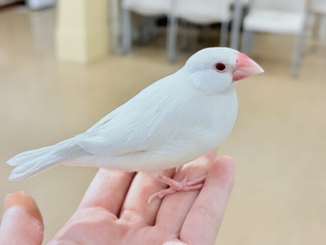 【最新画像更新🪄】文鳥界のアイドル誕生🐥🍬シルバーイノ文鳥 シルバーイノ文鳥