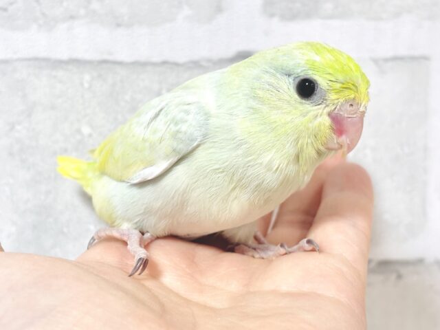 マメルリハ