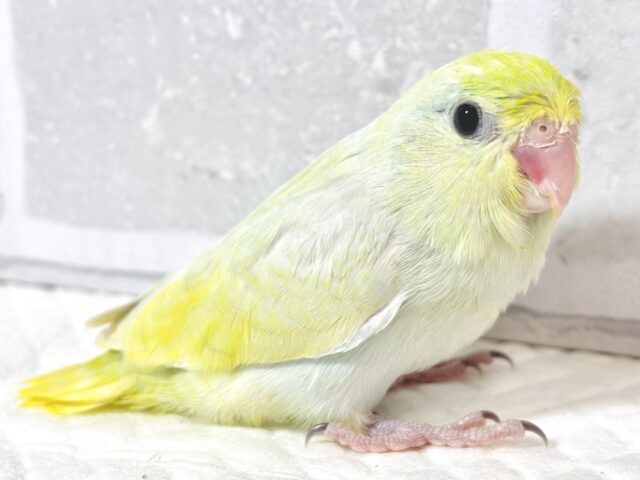 マメルリハ