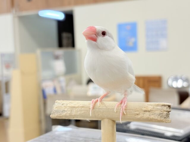 【最新画像更新🪄】文鳥界のアイドル誕生🐥🍬シルバーイノ文鳥 シルバーイノ文鳥