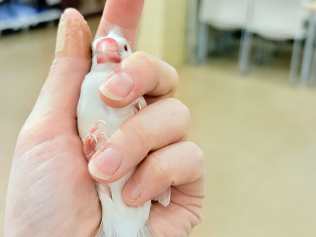 【最新画像更新🪄】文鳥界のアイドル誕生🐥🍬シルバーイノ文鳥 シルバーイノ文鳥