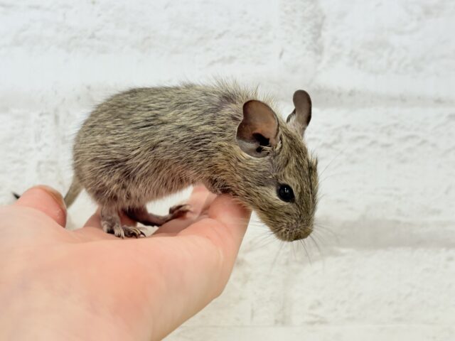デグー