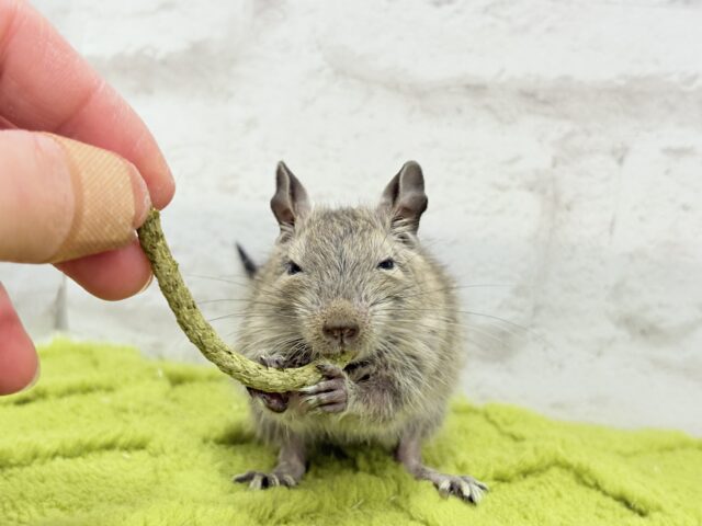 デグー