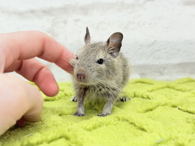 デグー