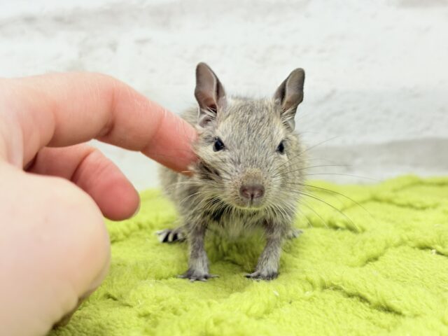 デグー