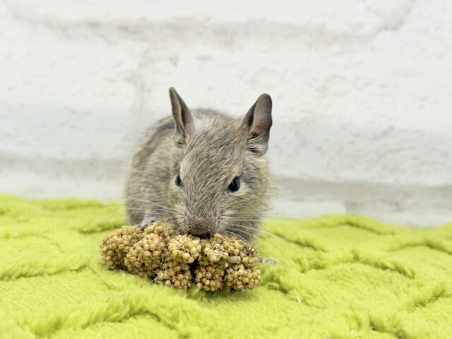 デグー