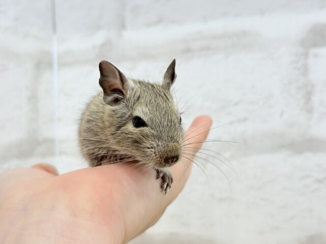 デグー