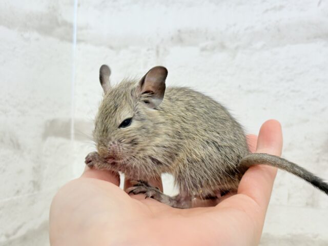 デグー