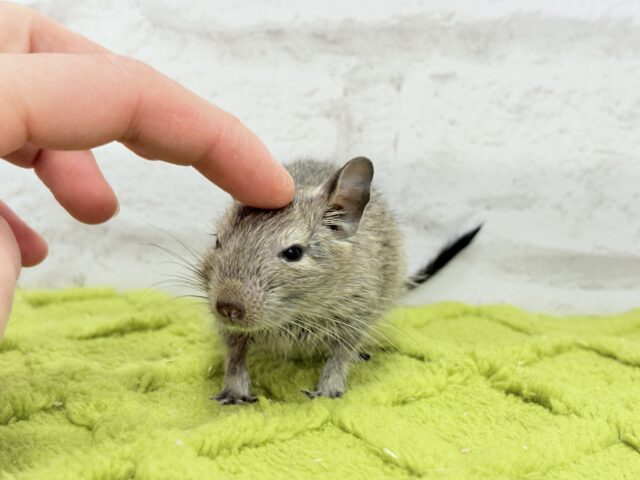 デグー
