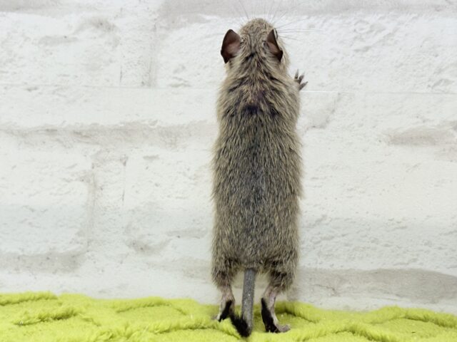 デグー