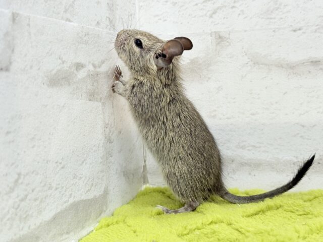 デグー