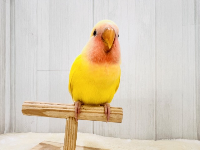 画像更新☆パッと花咲き🌼赤ら顔のまっきっき💛小桜インコのルチノー🌟 コザクラインコ(小桜インコ)