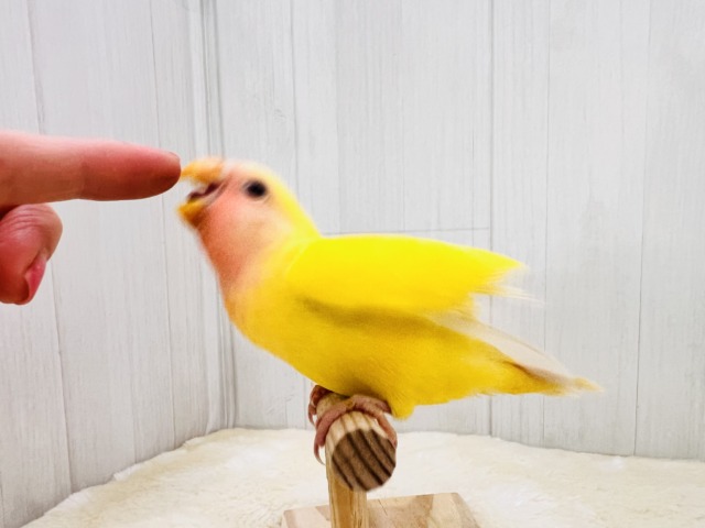 画像更新☆パッと花咲き🌼赤ら顔のまっきっき💛小桜インコのルチノー🌟 コザクラインコ(小桜インコ)