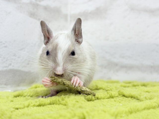 デグー