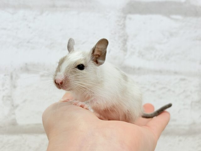 デグー