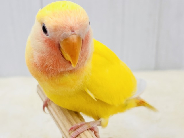 画像更新☆パッと花咲き🌼赤ら顔のまっきっき💛小桜インコのルチノー🌟 コザクラインコ(小桜インコ)