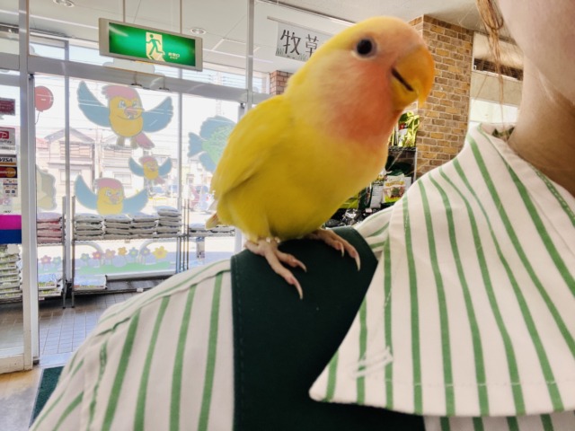 画像更新☆パッと花咲き🌼赤ら顔のまっきっき💛小桜インコのルチノー🌟 コザクラインコ(小桜インコ)