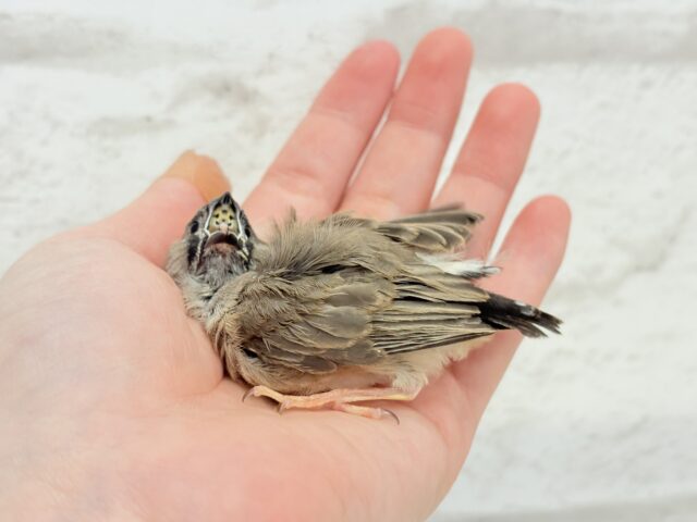 【最新画像更新🪄もうすぐひとり餌☆】食欲旺盛☆ぱやぱやコンビ🐣💖ジャンボキンカチョウ ヒナ ジャンボキンカチョウ