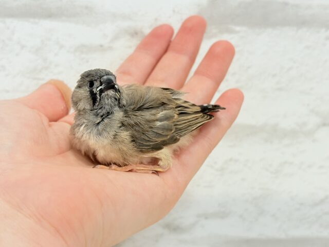 【最新画像更新🪄もうすぐひとり餌☆】食欲旺盛☆ぱやぱやコンビ🐣💖ジャンボキンカチョウ ヒナ ジャンボキンカチョウ