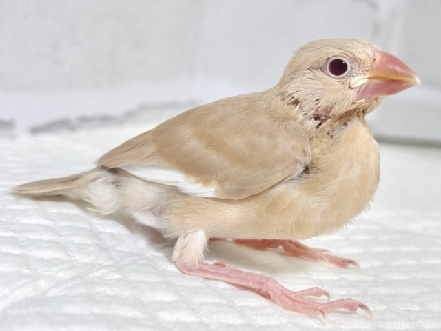 シナモン文鳥